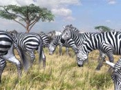 The North American Release Of Afrika Will Include Trophies The North American Release Of Afrika Will Include Trophies