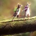 Cute Co-Op Game Hela Puts Mice on PS5 in 2026