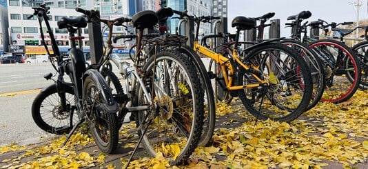 A row of bicycles parked outside Indeogwon in autumnal leaves