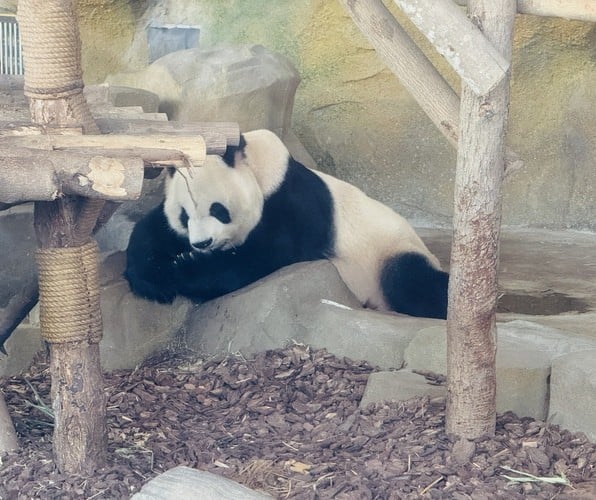 The day of a panda involves sleeping and eating bamboo