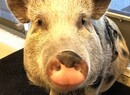 The Last of Us: Part II Will Have a Motion Captured Pig