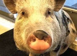 The Last of Us: Part II Will Have a Motion Captured Pig