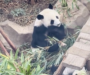 The day of a panda involves sleeping and eating bamboo