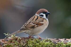 Never stop singing, Sparrow