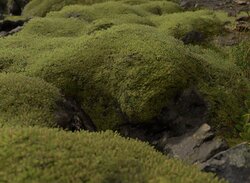 Hideo Kojima Teases Death Stranding E3 2018 Trailer with Screenshot of Moss