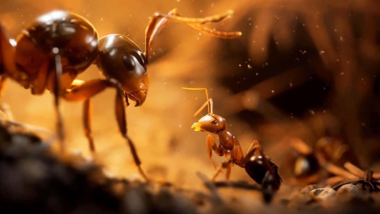 Empire of the Ants May Be the Most Photorealistic Game on PS5 | Push Square