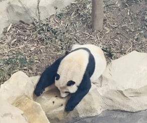 The day of a panda involves sleeping and eating bamboo