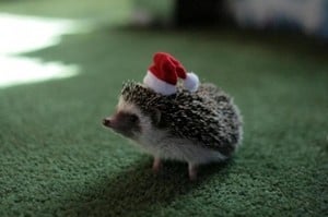 Yeah, it's a hedgehog with a hat