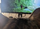 Cats Watching Stray Is Your New Favourite Twitter Account