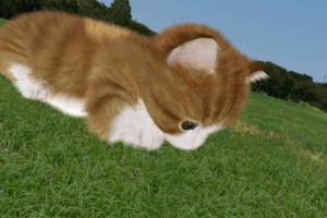 Aabs Animals Screenshot