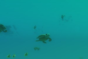 Everything Screenshot