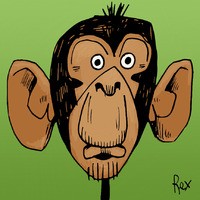 Chimpanzee