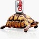 Coketurtle