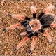 brachypelma22