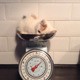 Fe1ixthecat545