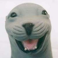 Scratchy_Seal