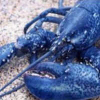 BlueLobster