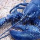 BlueLobster