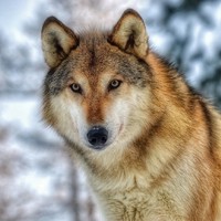 Wolfgar