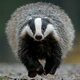 Badger_Badgersky