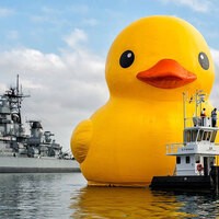 strayduck