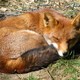 The_Fox